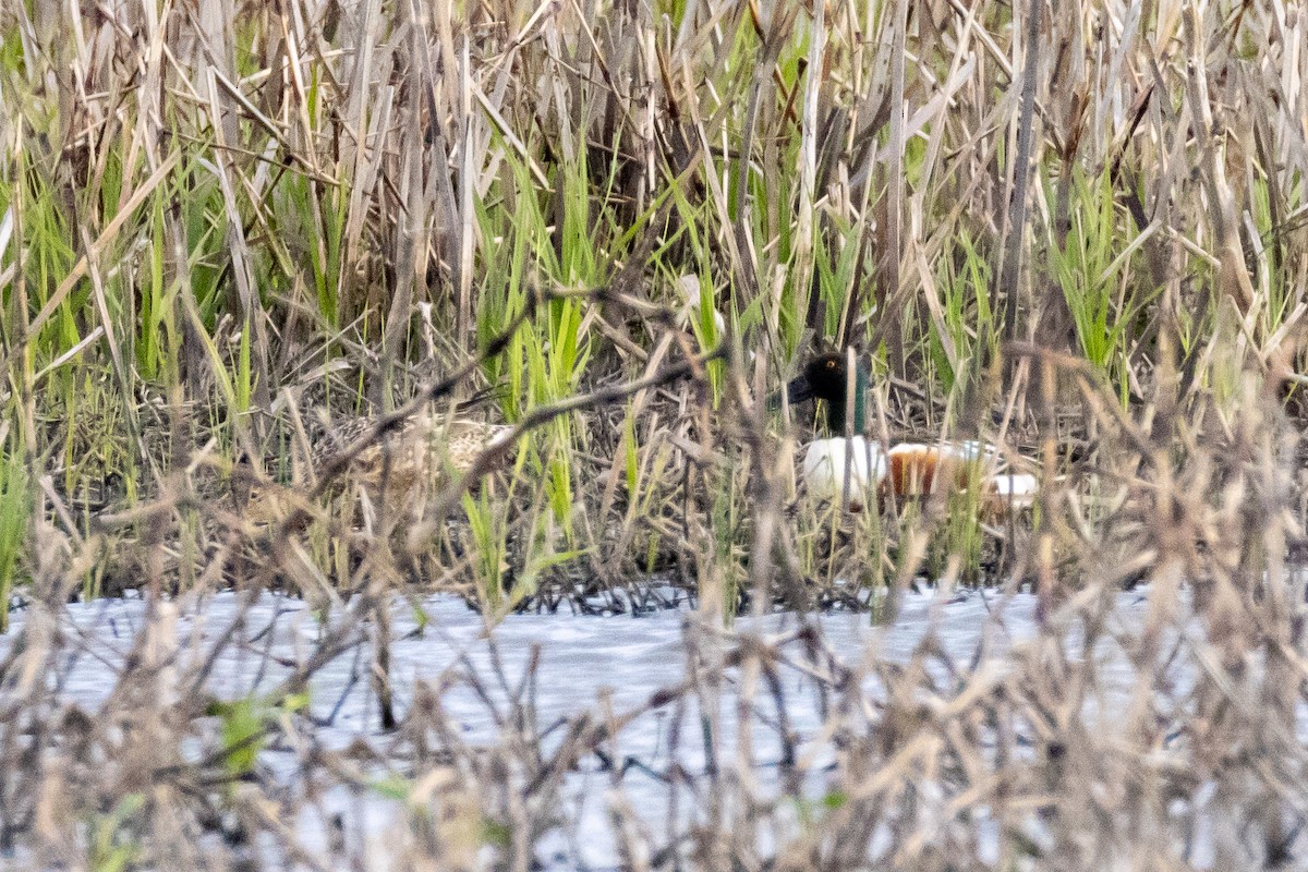 Northern Shoveler - ML618526007