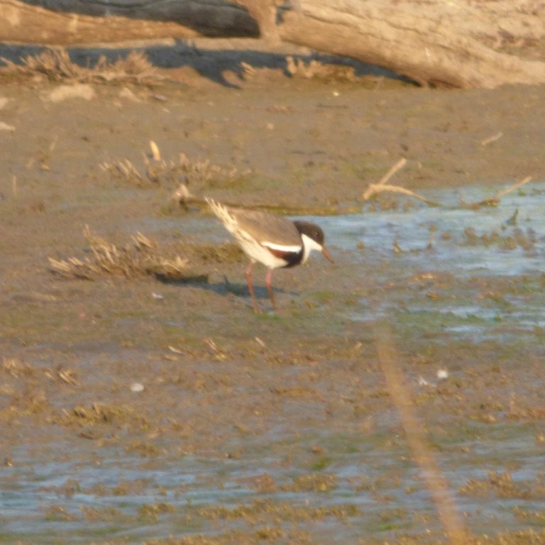 Red-kneed Dotterel - ML618526013