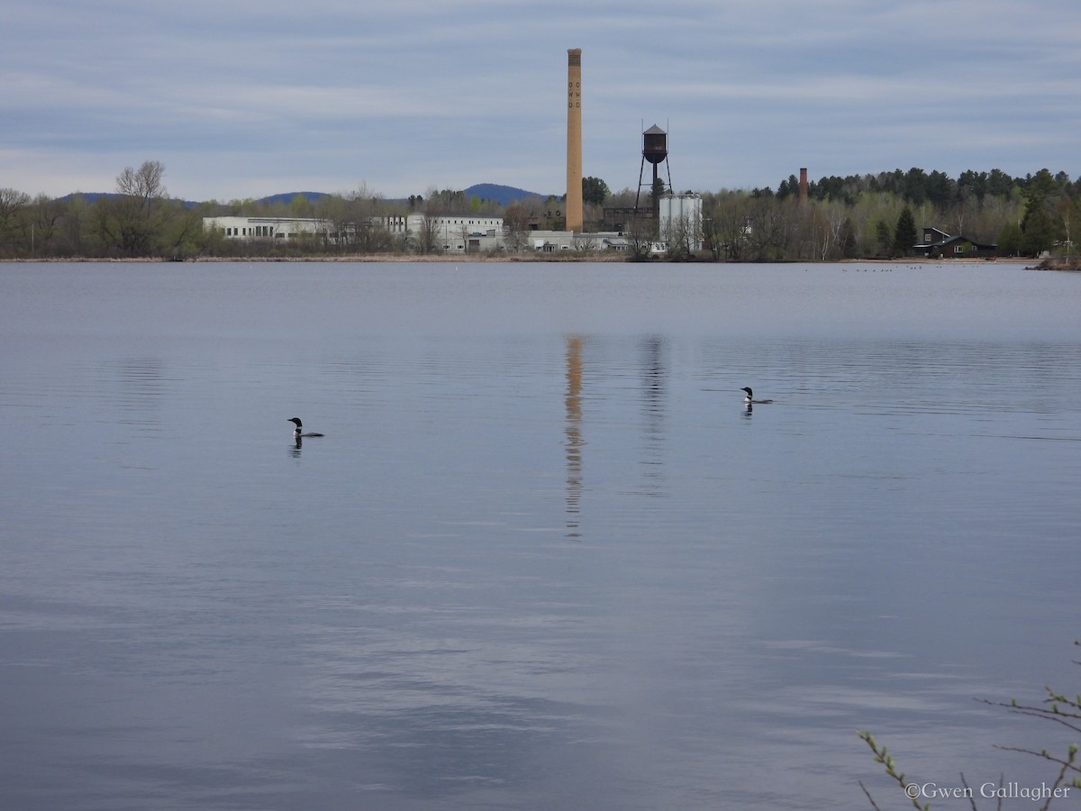 Common Loon - Gwen Gallagher