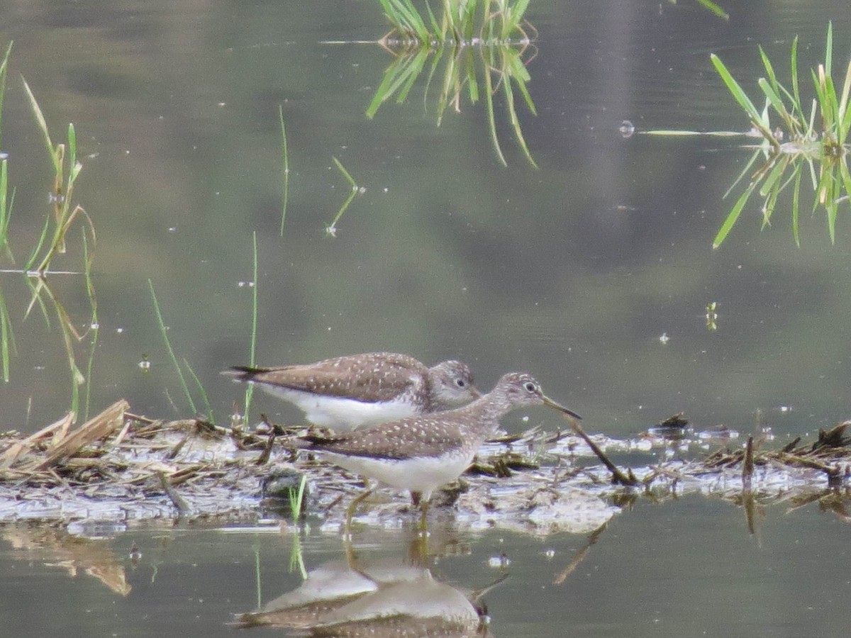 Solitary Sandpiper - ML618526075