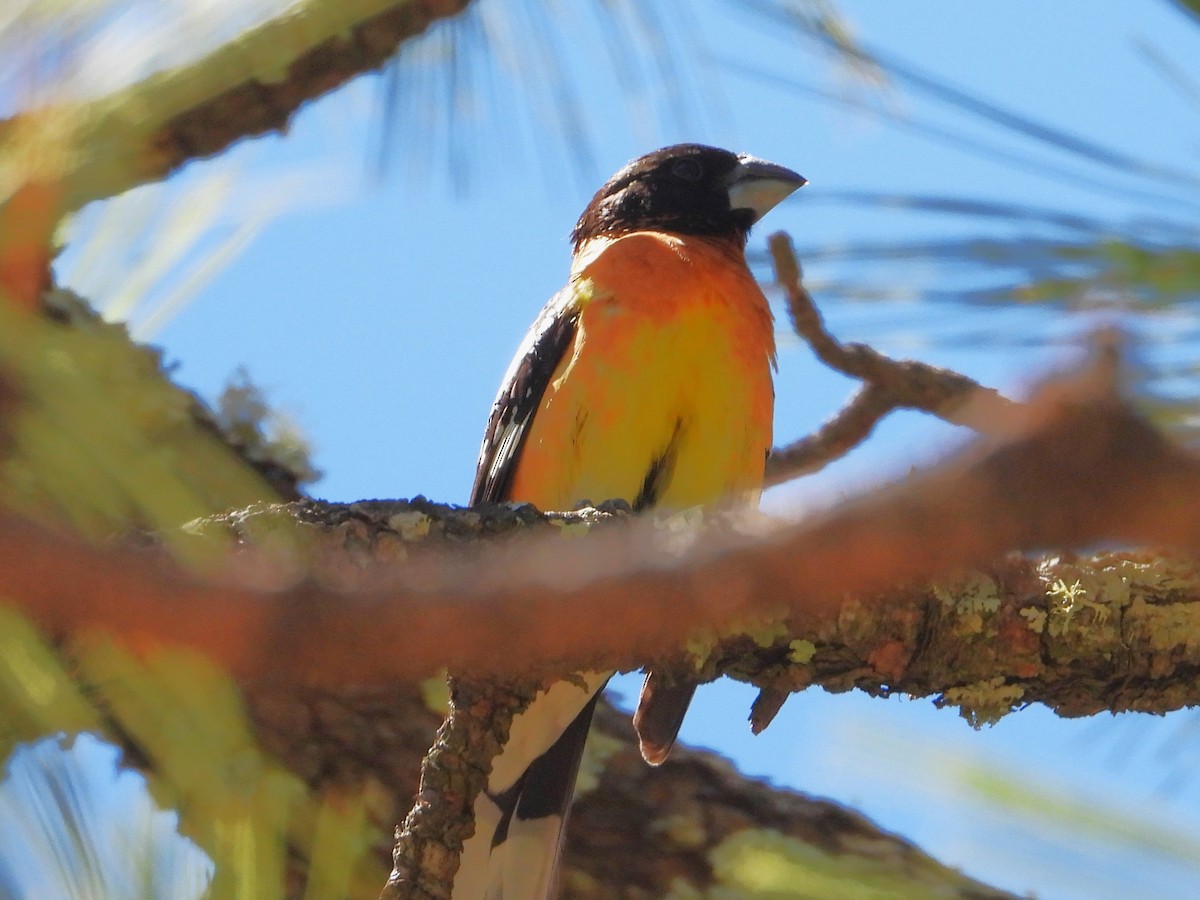 Black-headed Grosbeak - Rocío Reybal 🐦