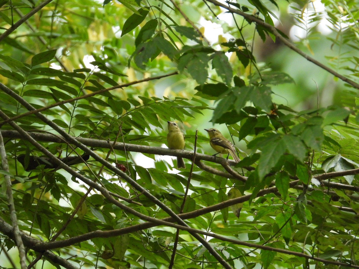 Yellow Tyrannulet - Francisco Sornoza