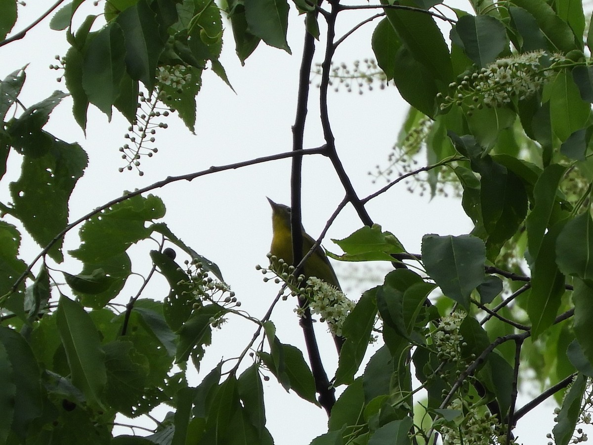 Nashville Warbler - Rex Graham