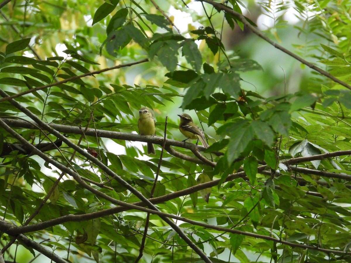 Yellow Tyrannulet - Francisco Sornoza