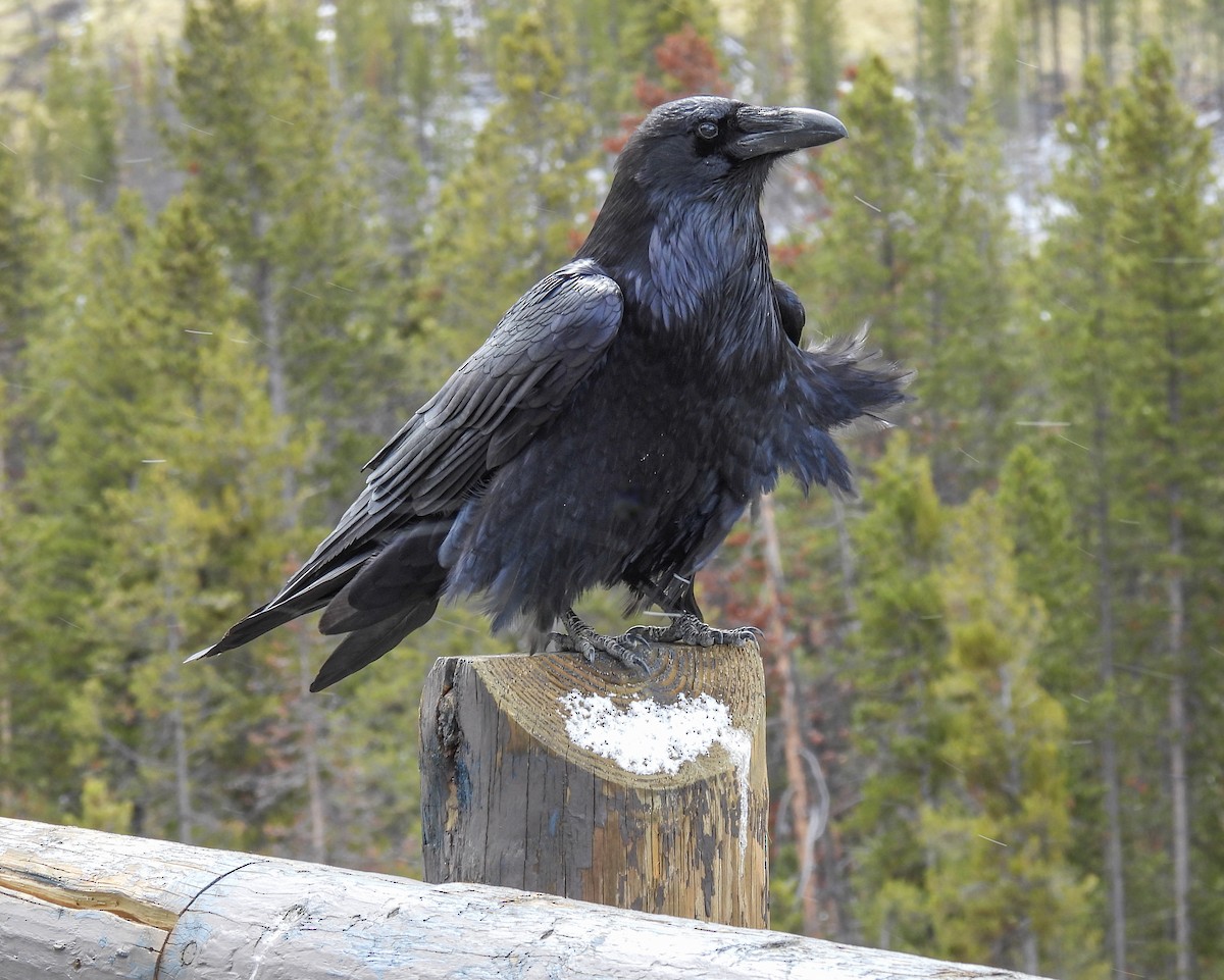 Common Raven - Sara Gravatt-Wimsatt