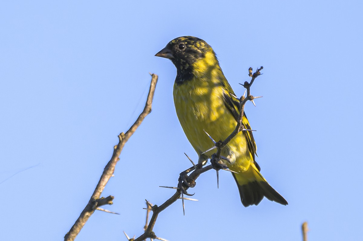 Hooded Siskin - Amed Hernández