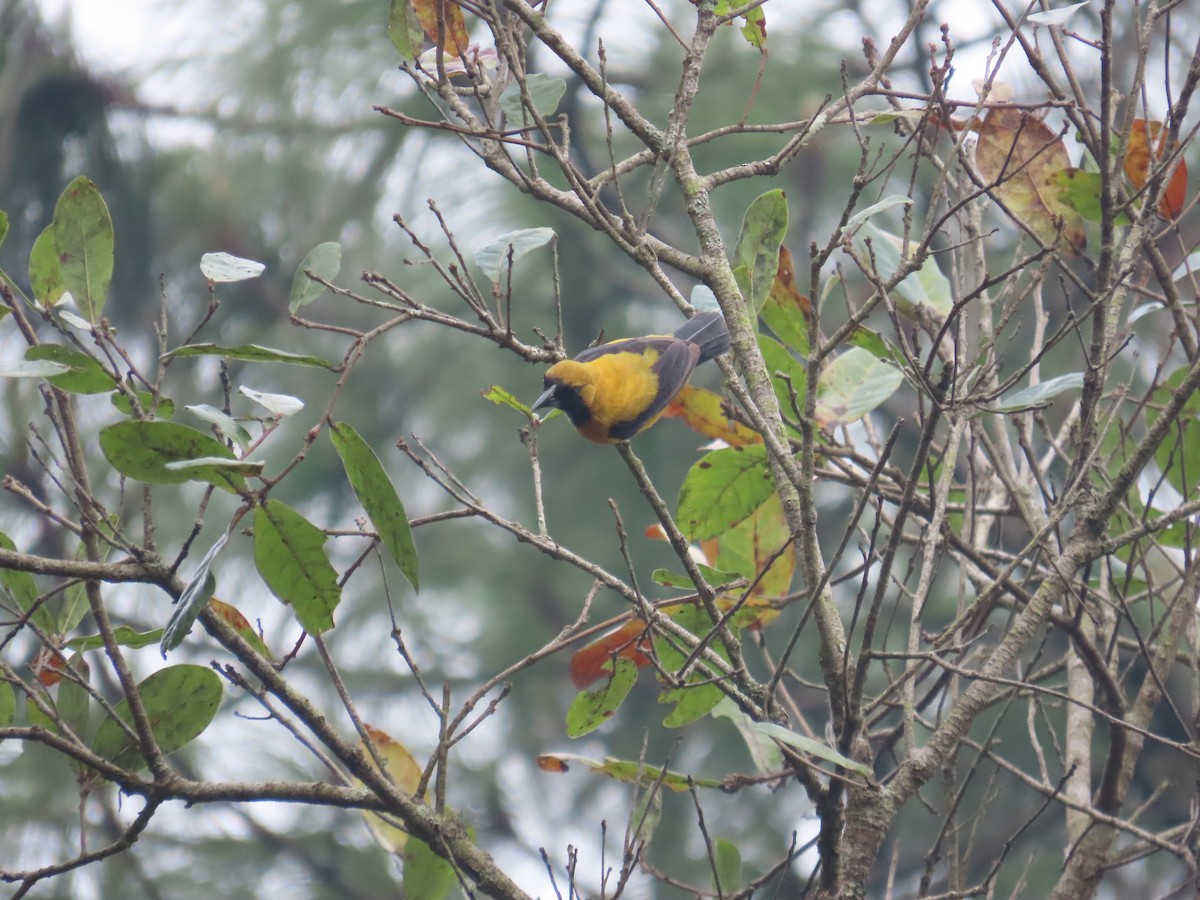 Yellow-backed Oriole - Carlos Daniel Andrade Campos