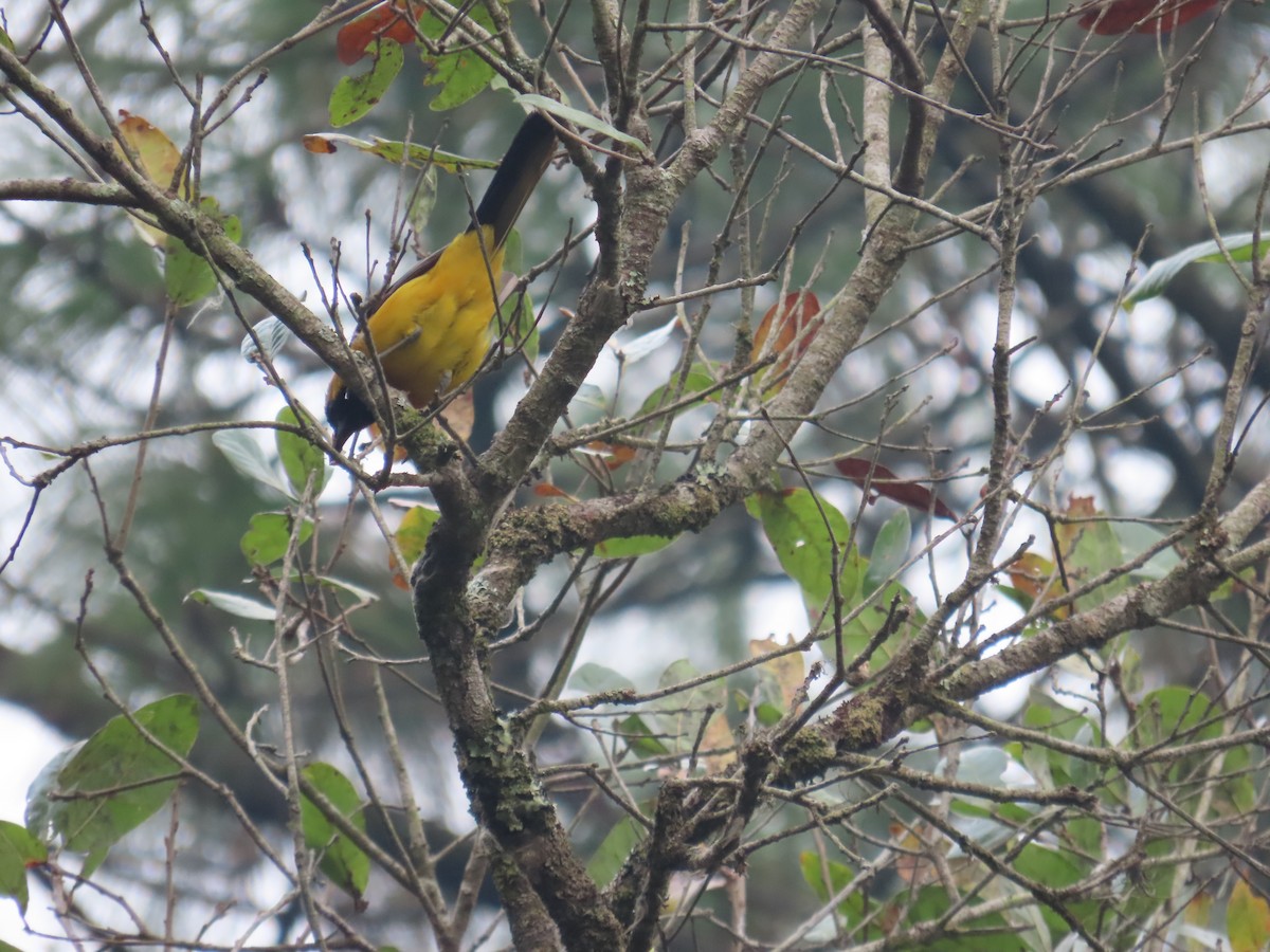 Yellow-backed Oriole - Carlos Daniel Andrade Campos