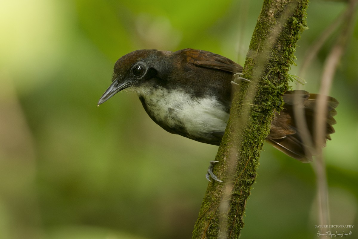 Bicolored Antbird - ML618526254