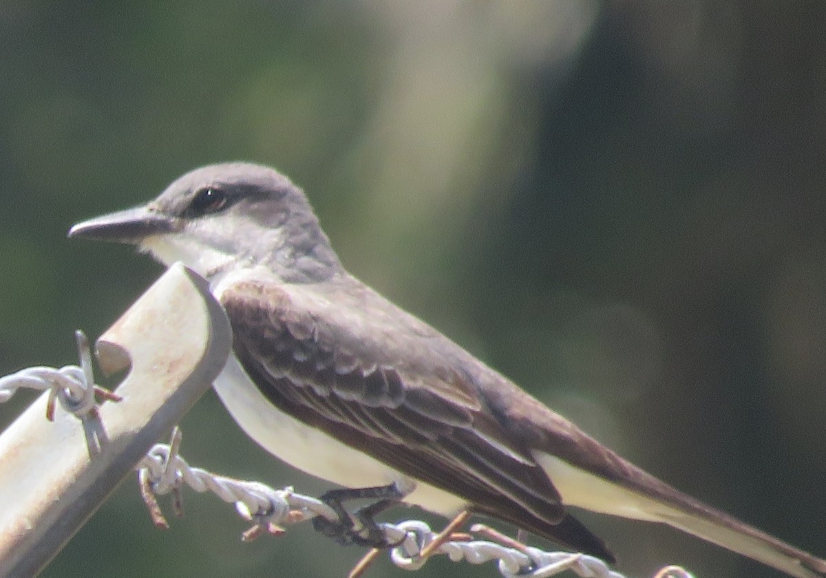 Gray Kingbird - Jay Kauffman