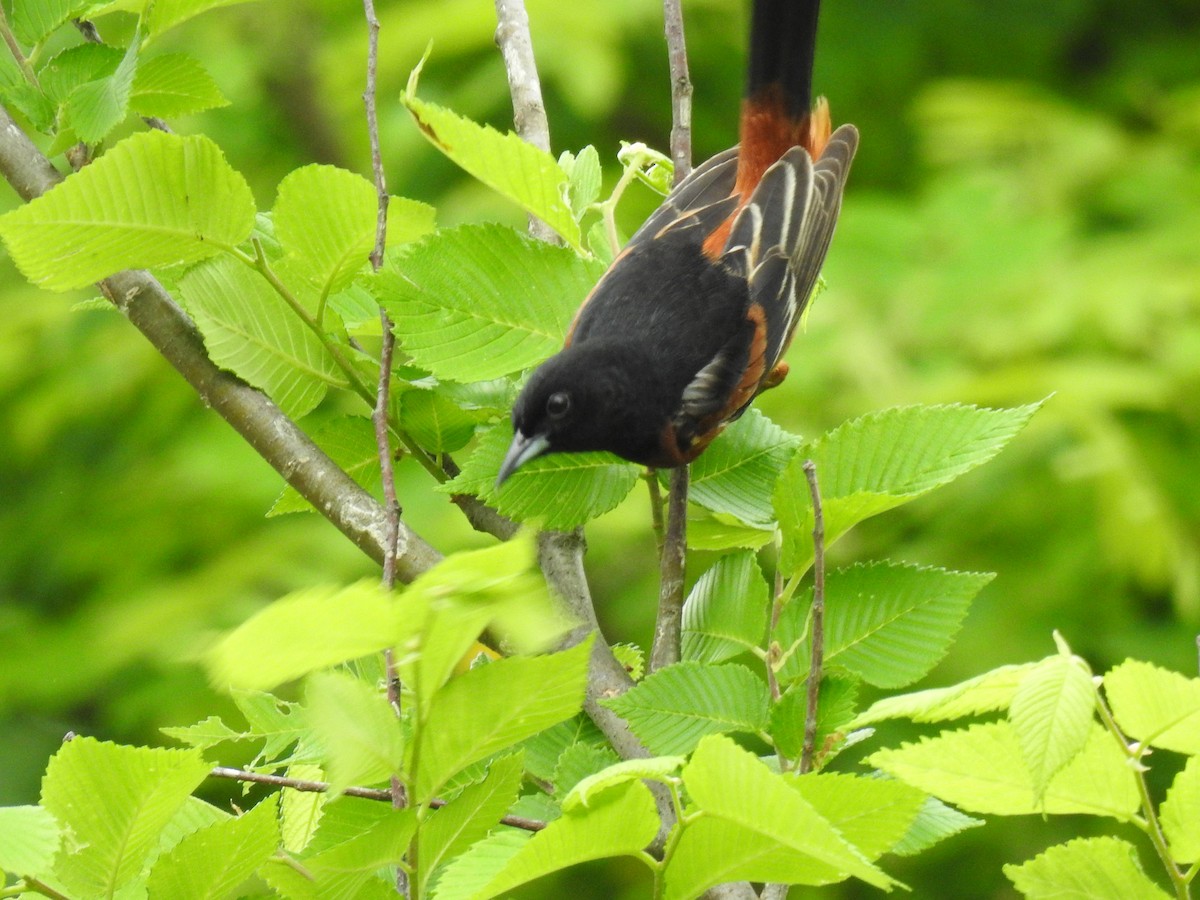 Orchard Oriole - James Bolte