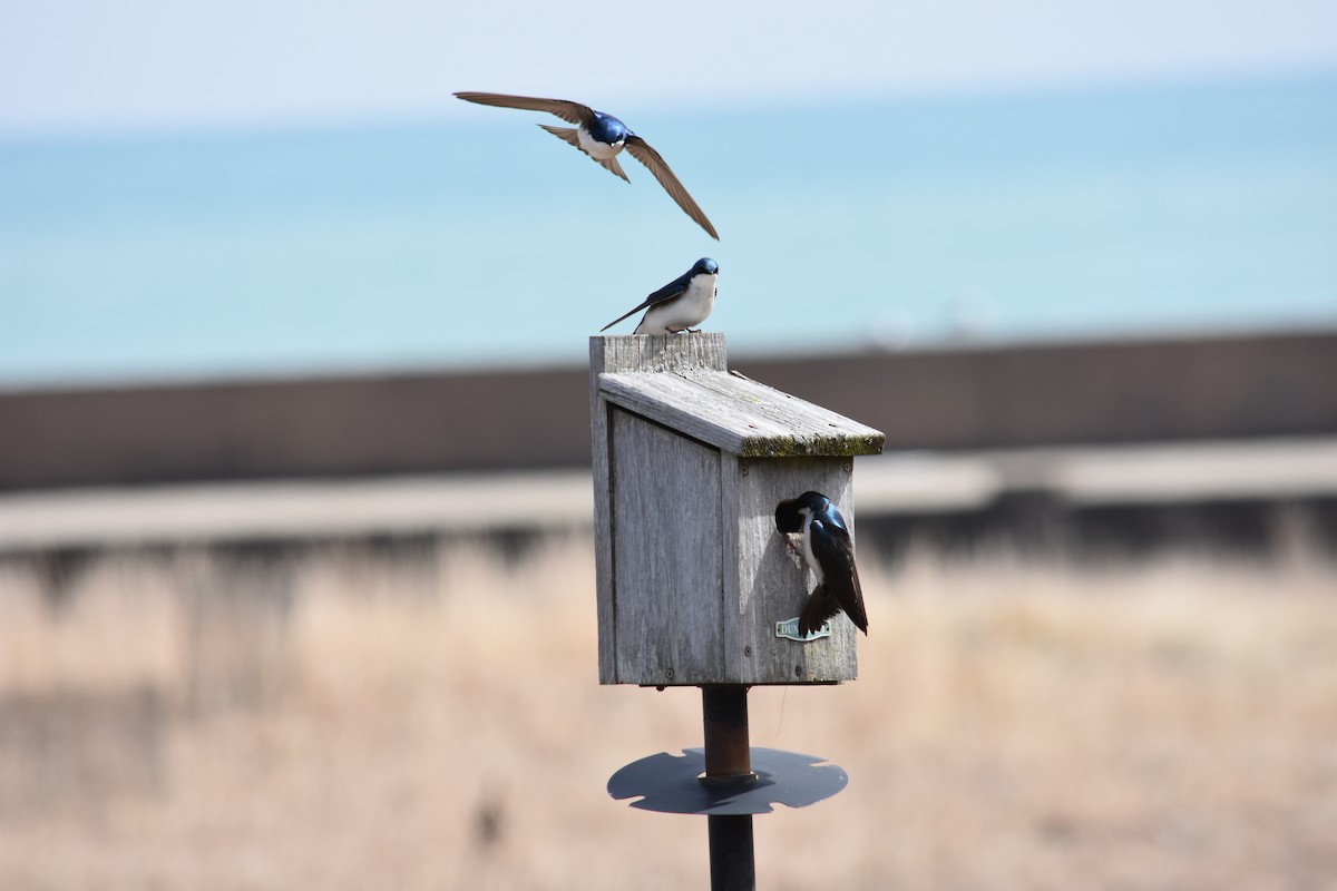 Tree Swallow - Charlie Ripp