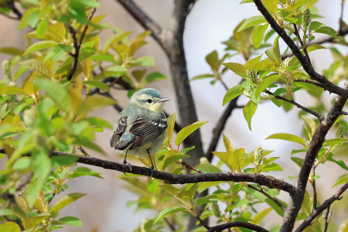 Cerulean Warbler - ML618526340