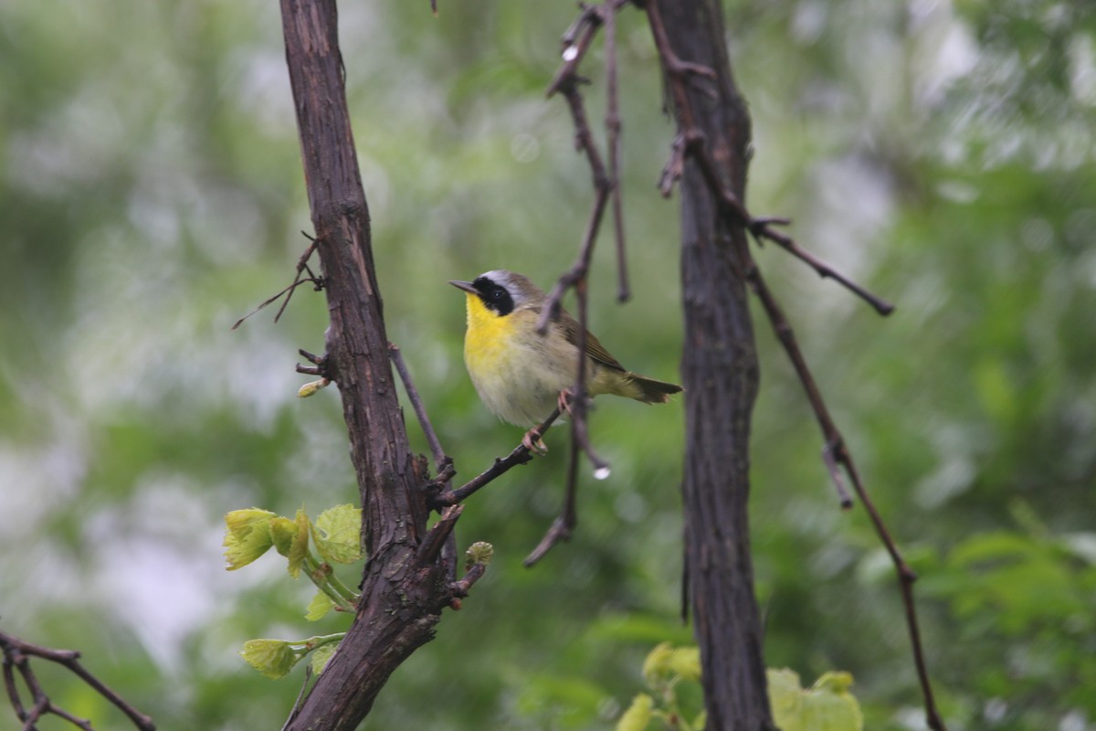 Common Yellowthroat - Scott Lewis