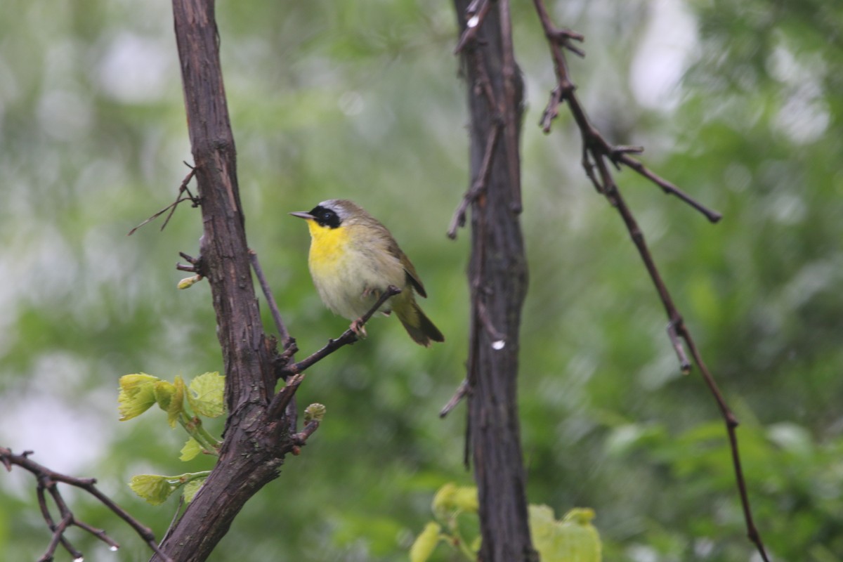 Common Yellowthroat - ML618526346