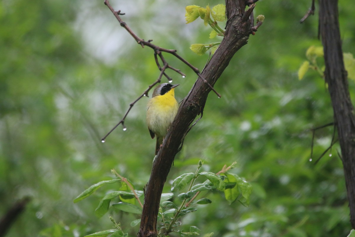 Common Yellowthroat - ML618526347