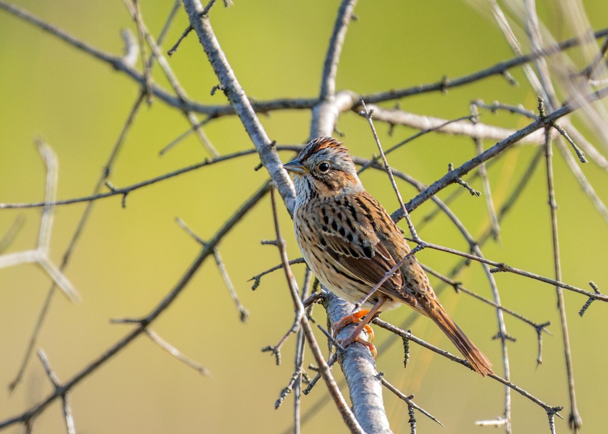 Lincoln's Sparrow - Dori Eldridge