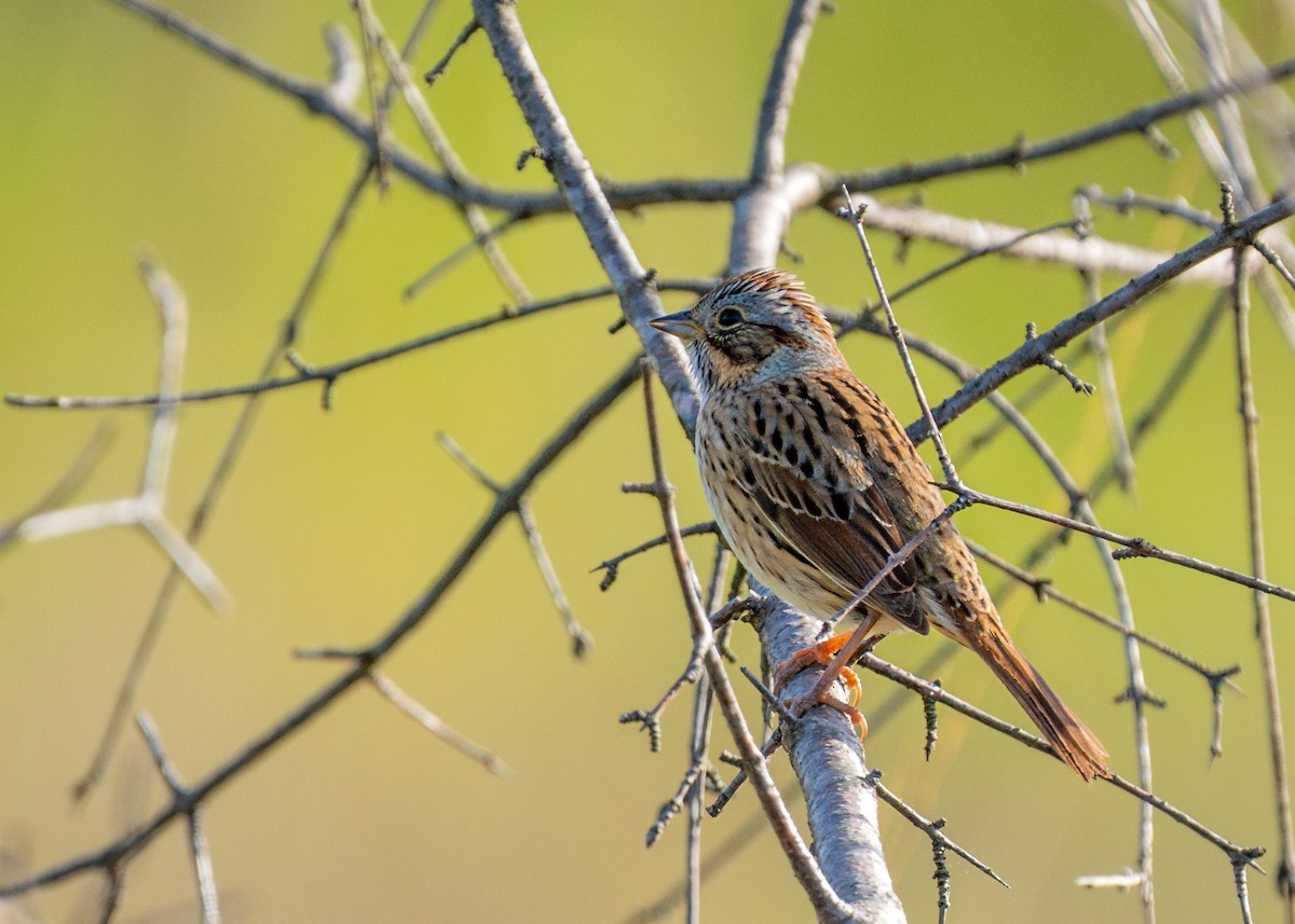 Lincoln's Sparrow - Dori Eldridge