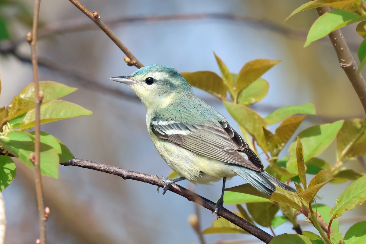 Cerulean Warbler - ML618526360