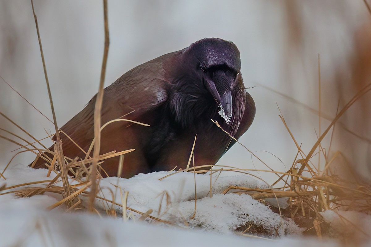 Common Raven - ML618526378