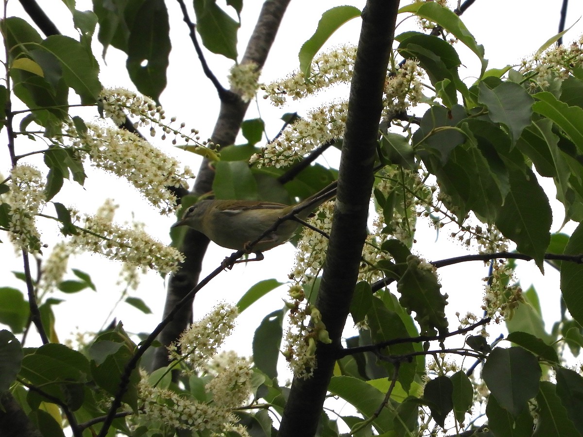 Tennessee Warbler - Rex Graham