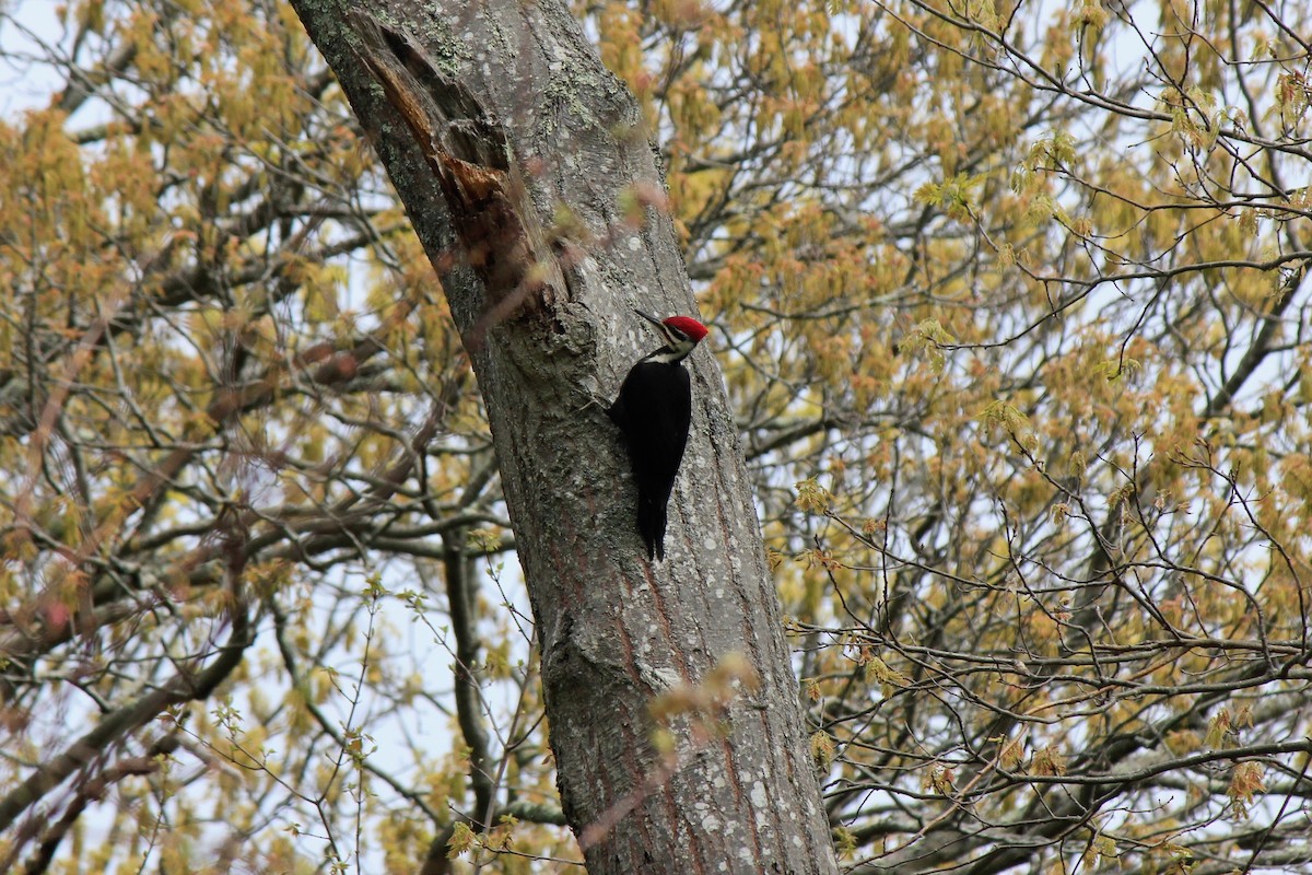 Pileated Woodpecker - Scott Wieman