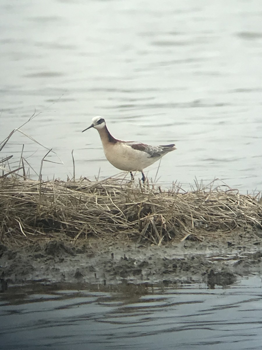 Wilson's Phalarope - ML618526384