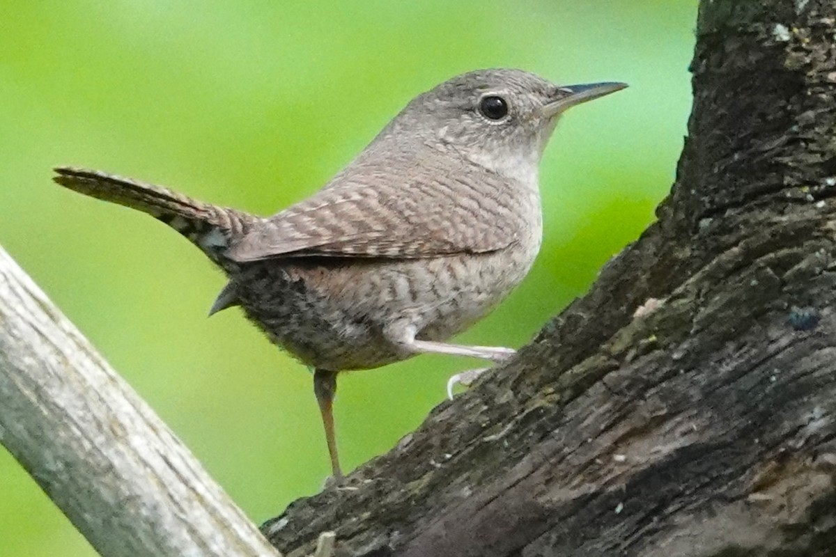 House Wren - ML618526409