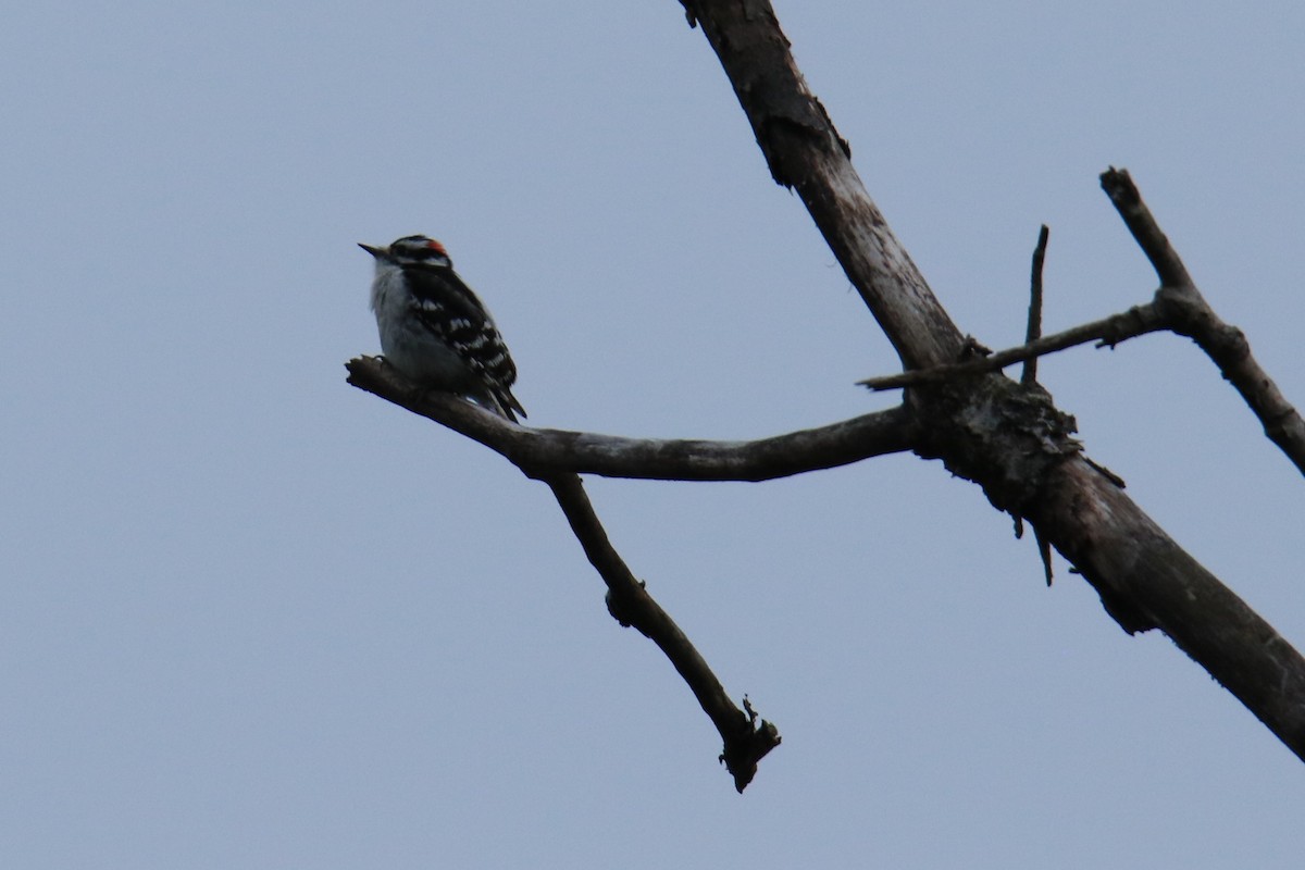 Downy Woodpecker - Linda Miller