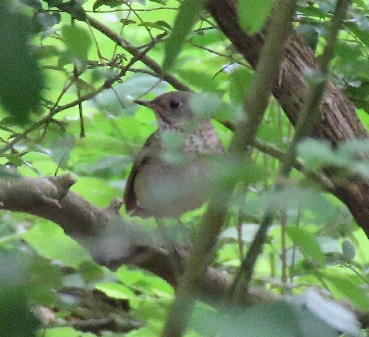 Gray-cheeked Thrush - Kitty Blassey