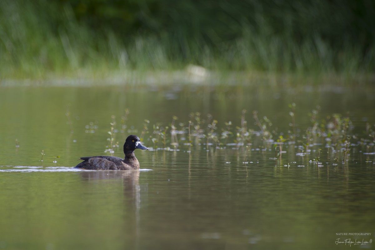 Lesser Scaup - ML618526432