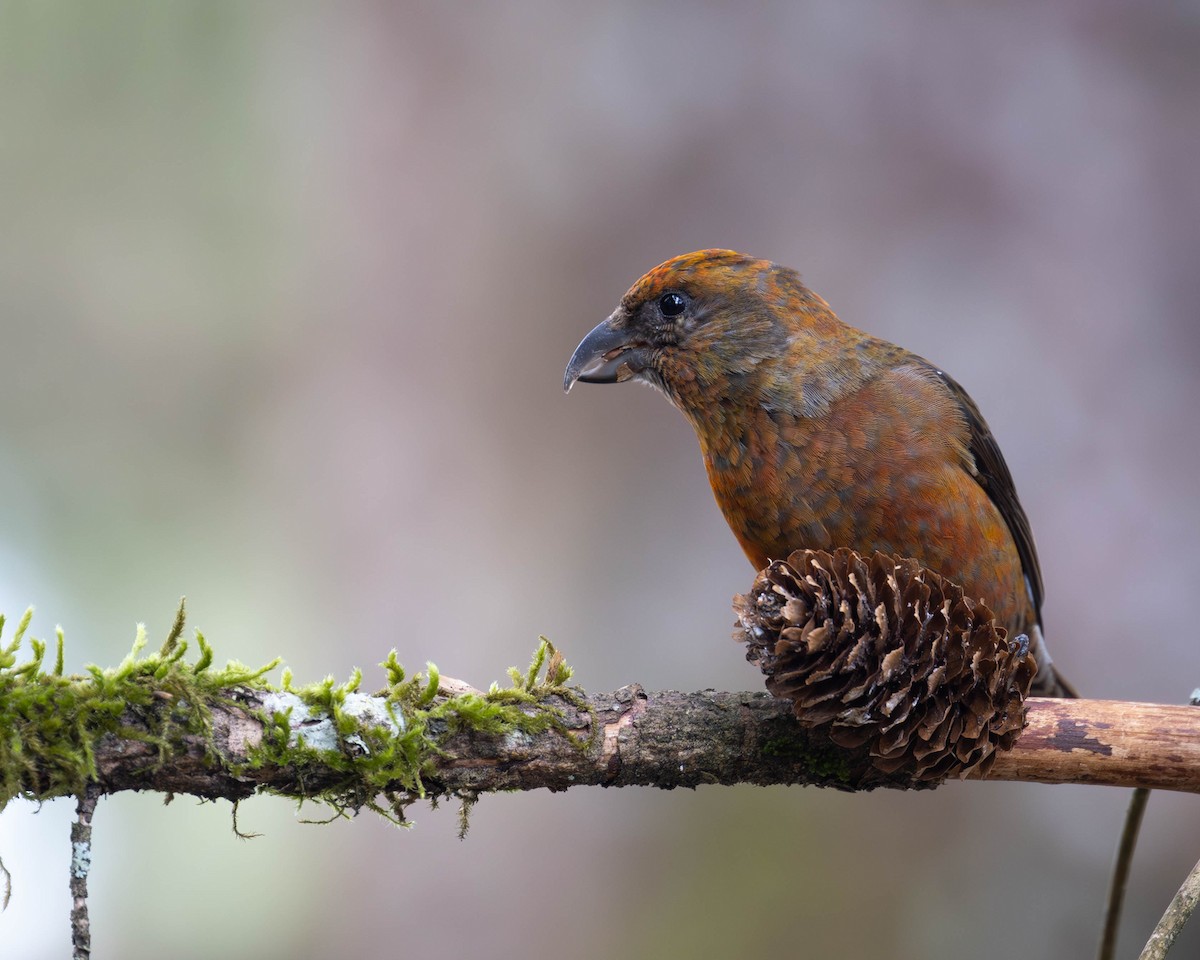 Red Crossbill - ML618526449