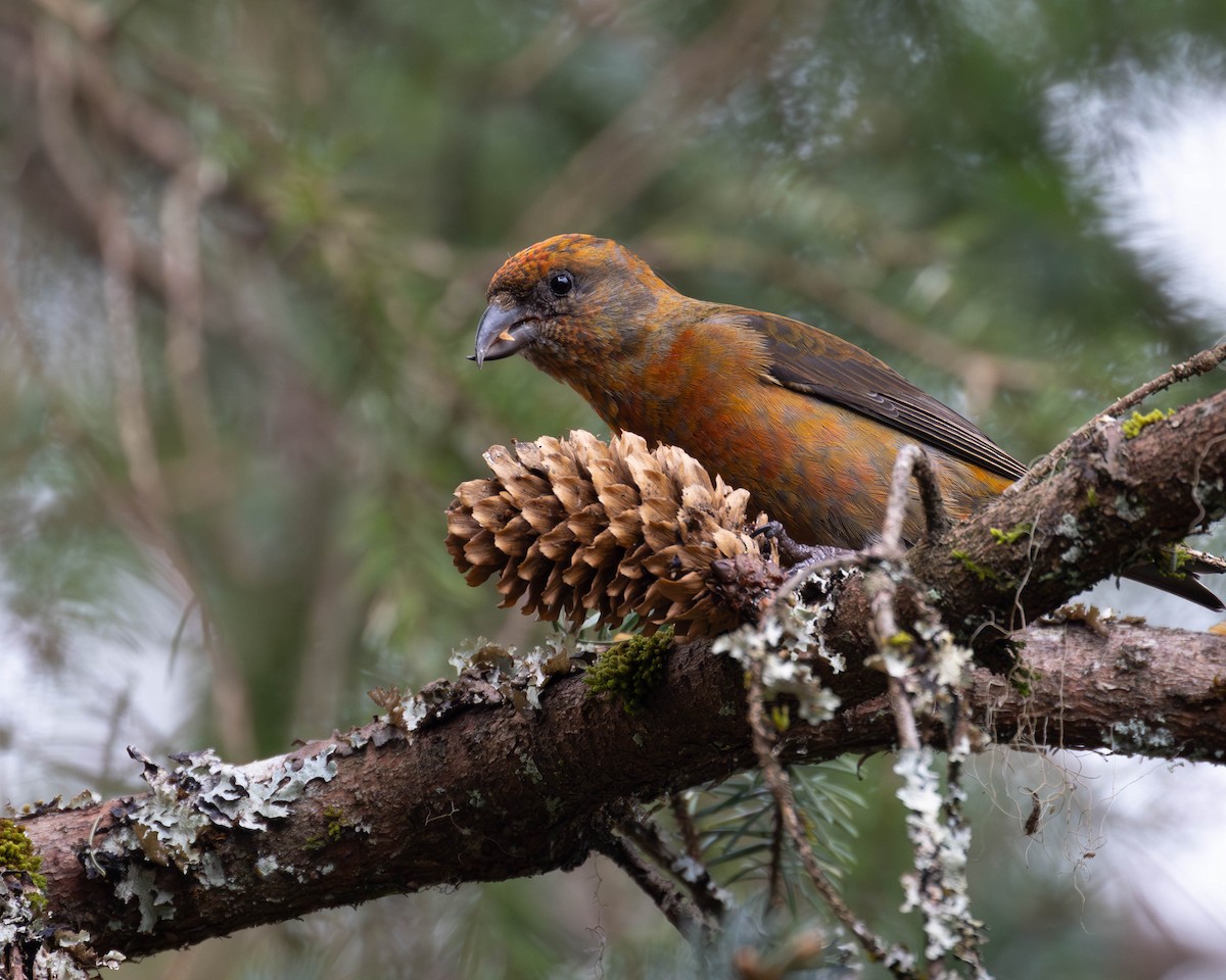 Red Crossbill - ML618526450