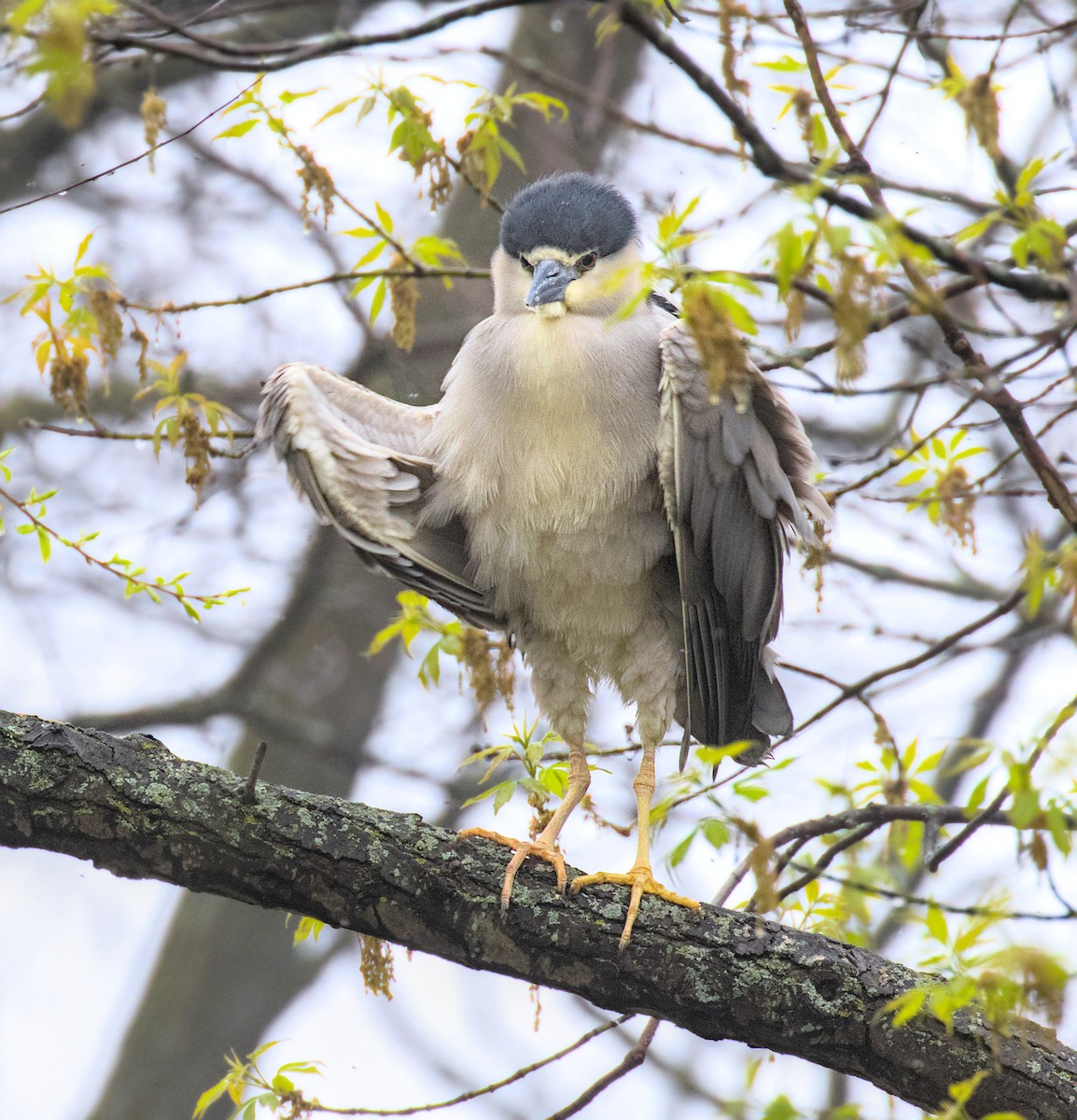 Black-crowned Night Heron - Gihyun Yoo