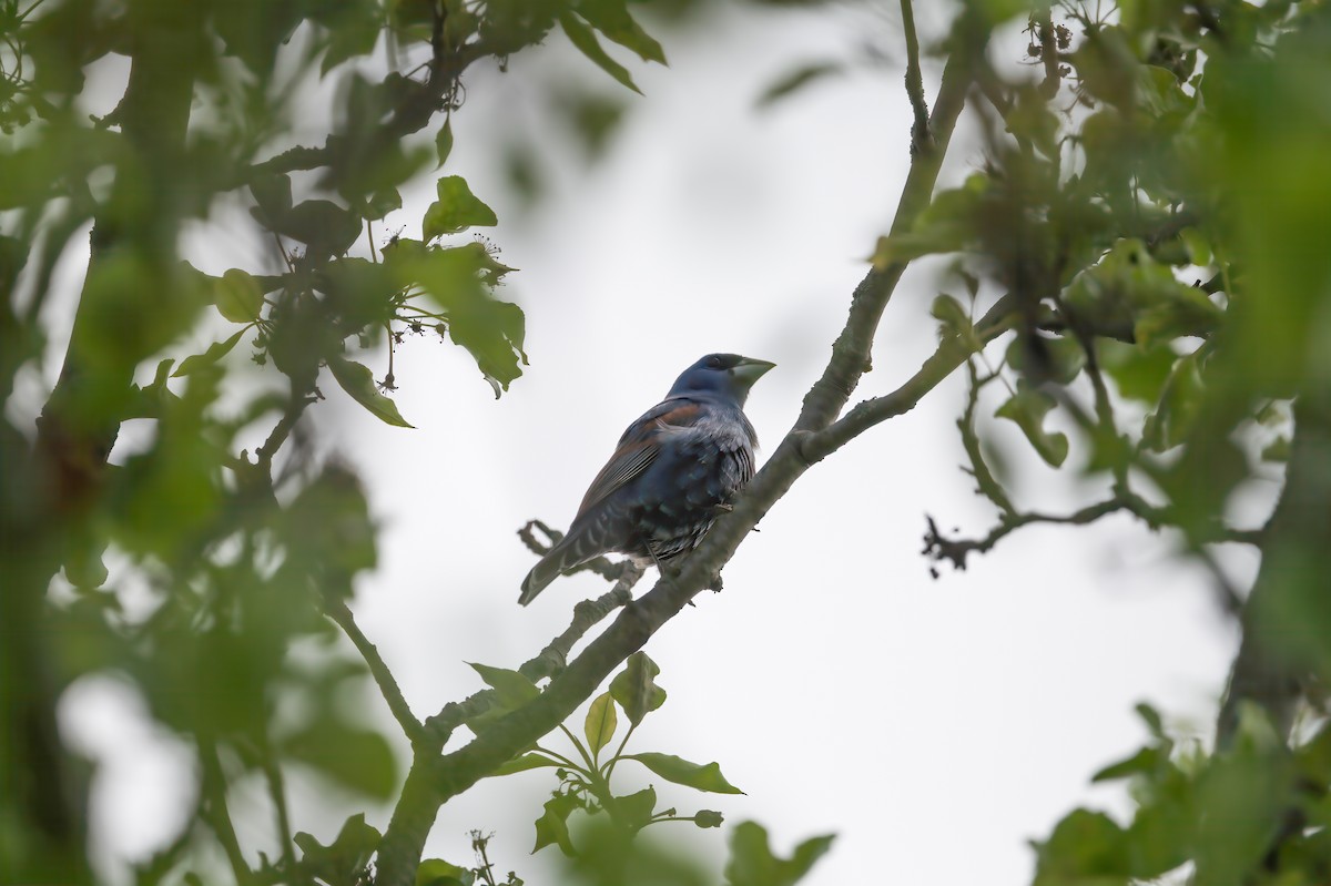 Blue Grosbeak - ML618526549