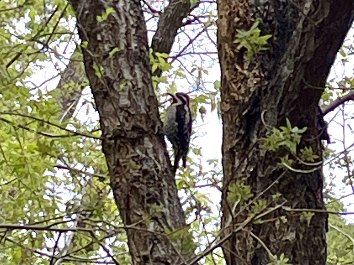 Red-naped Sapsucker - ML618526563