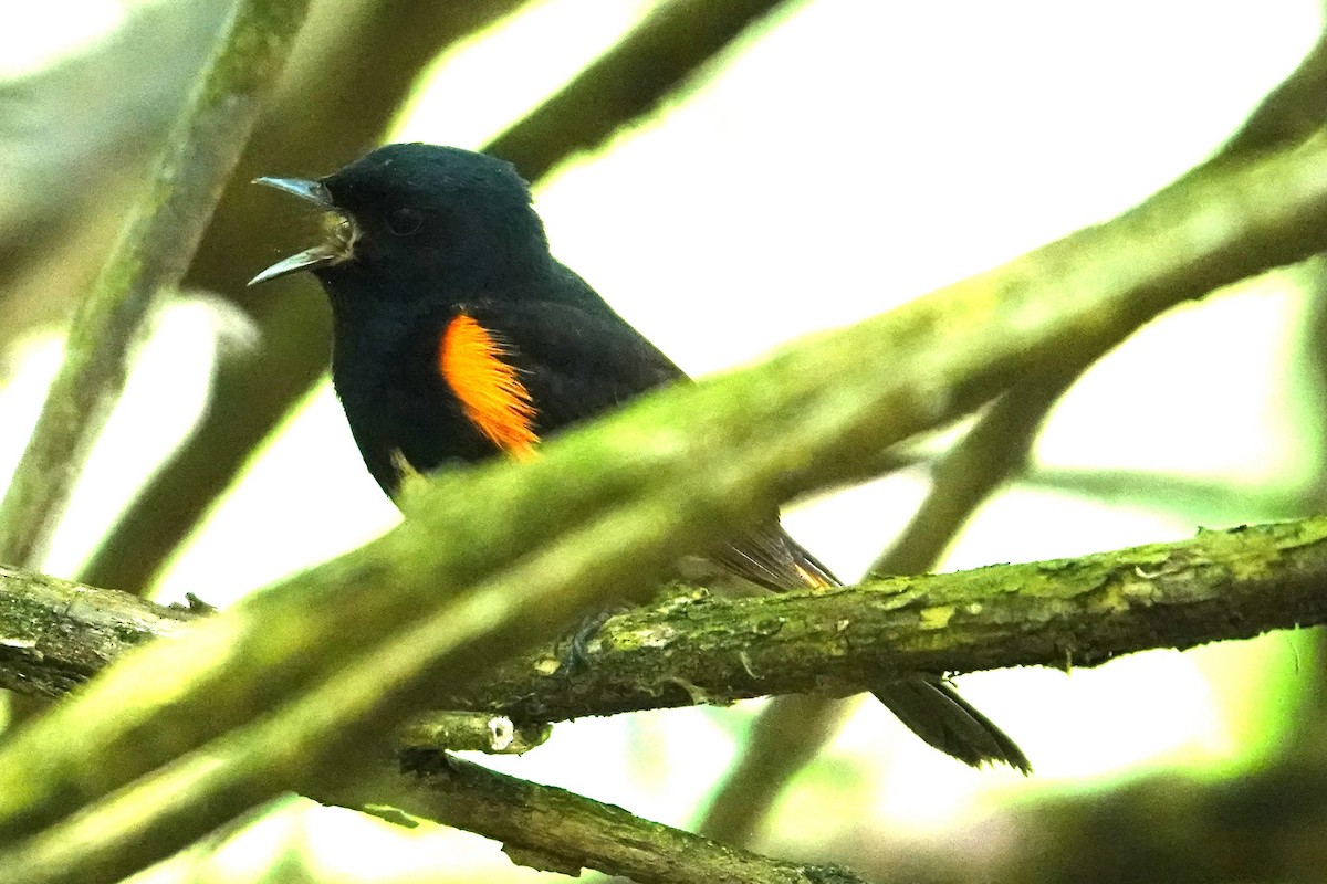 American Redstart - ML618526574