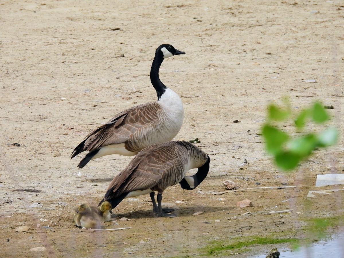 Canada Goose - ML618526584