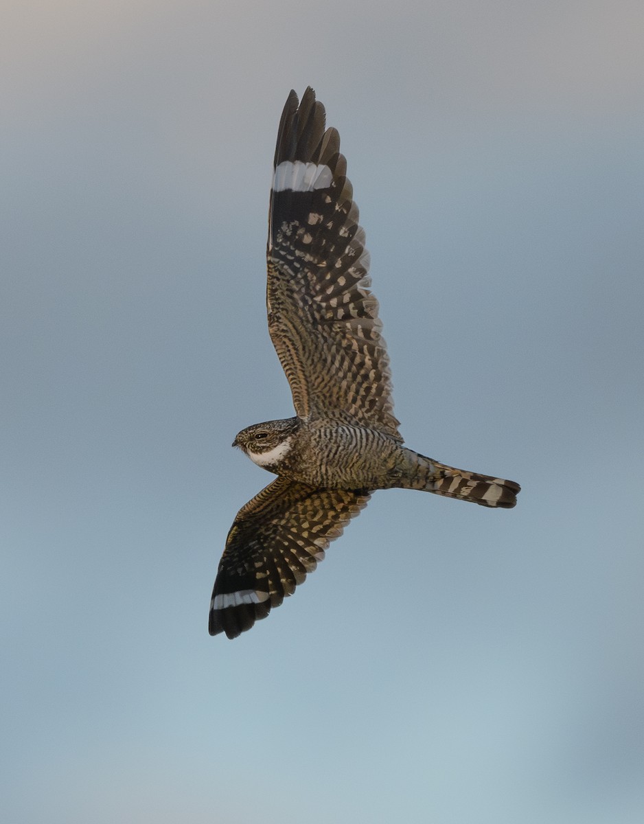 Lesser Nighthawk - ML618526588