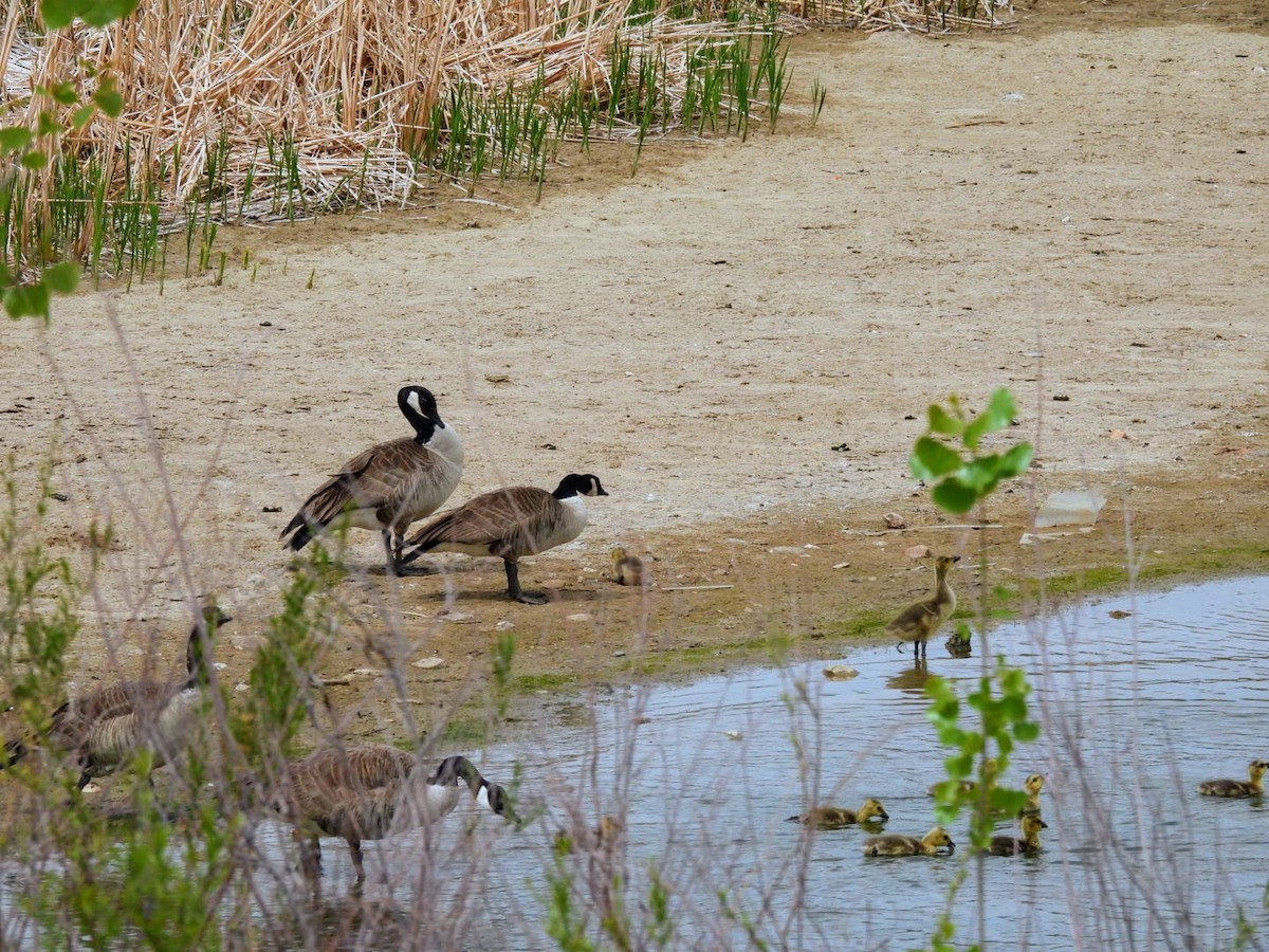 Canada Goose - ML618526613