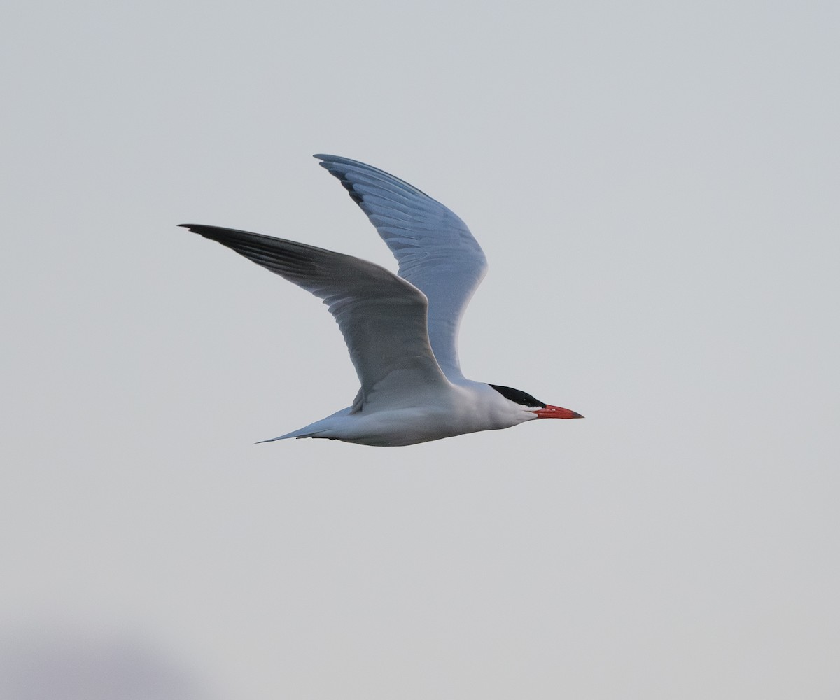 Caspian Tern - ML618526615