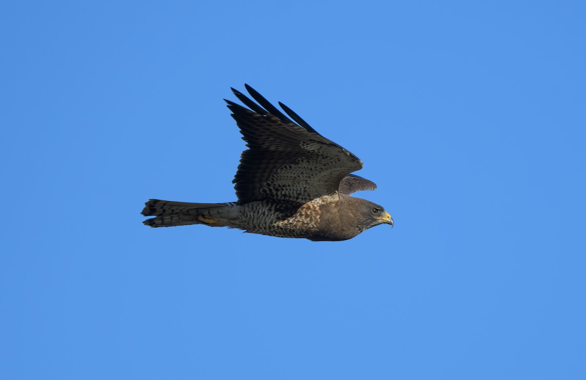 Swainson's Hawk - ML618526640