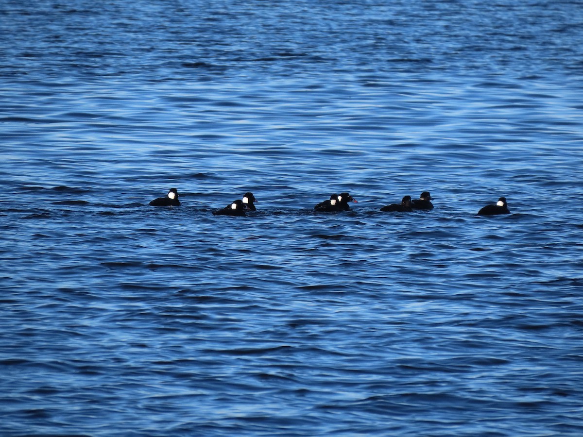 Surf Scoter - ML618526666