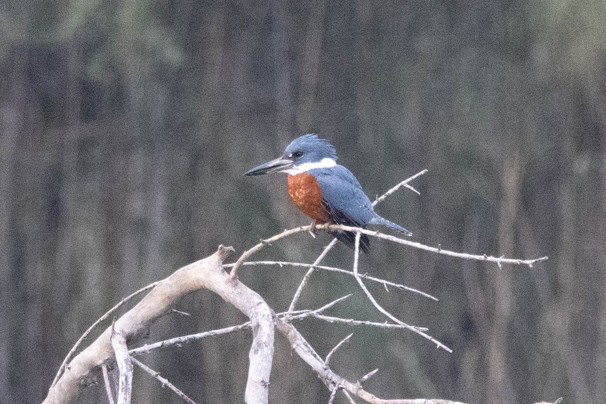 Ringed Kingfisher - Eric Gustafson