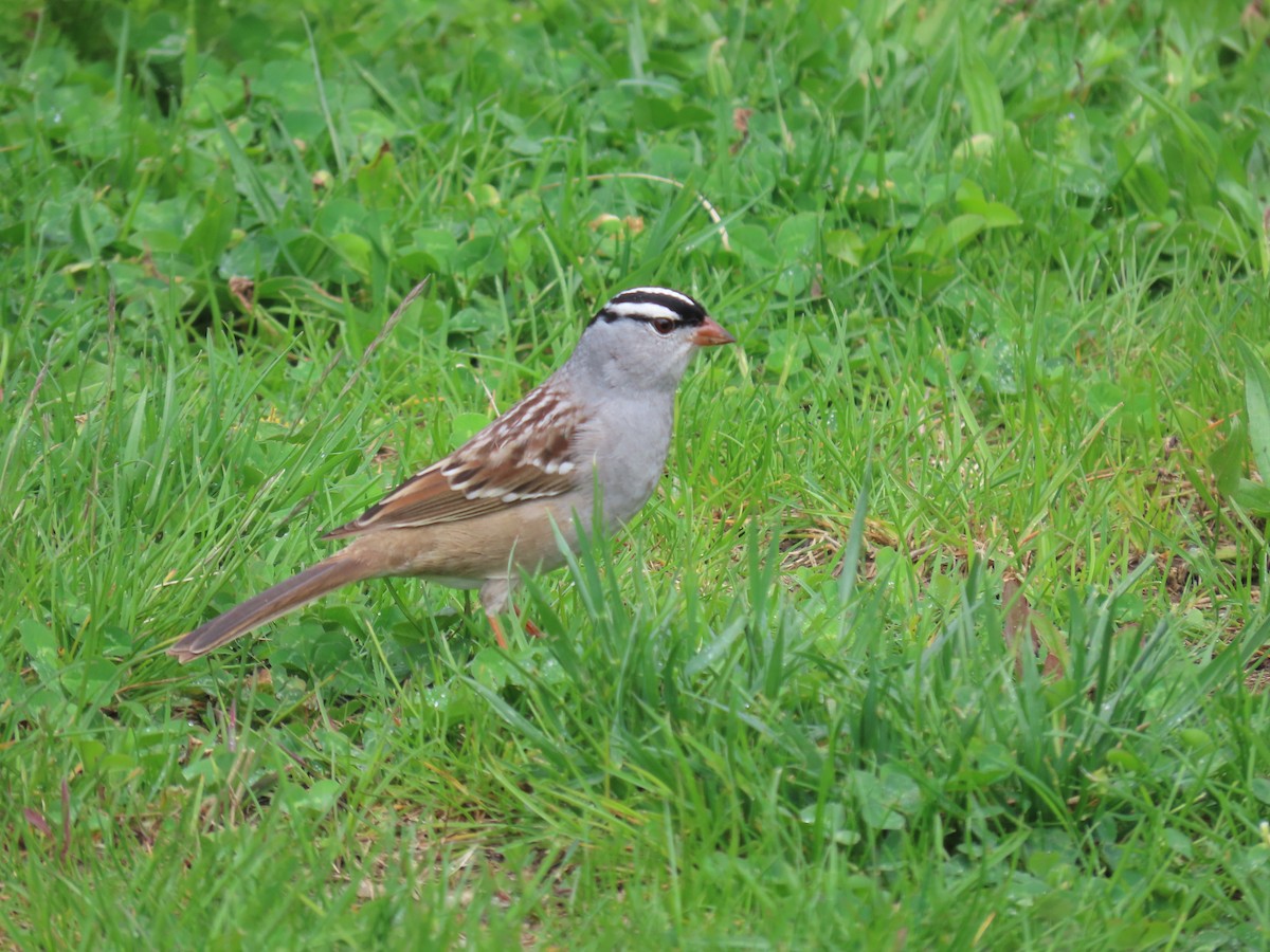 White-crowned Sparrow - ML618526709