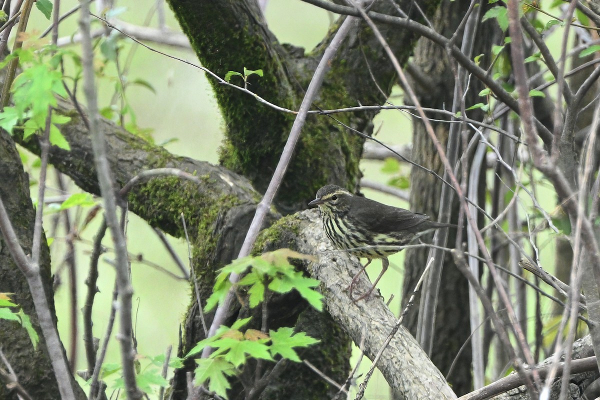 Northern Waterthrush - ML618526725