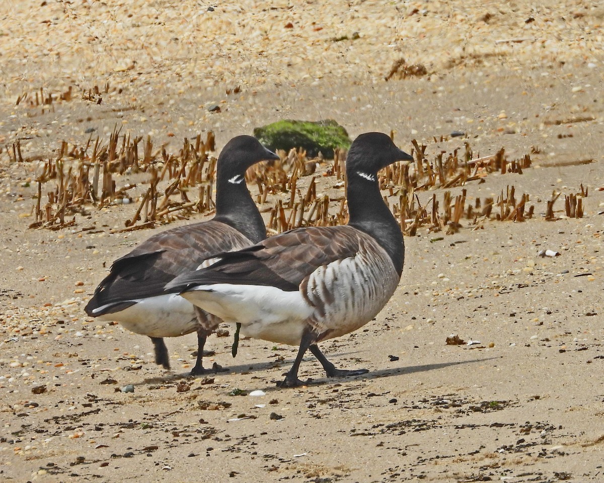 Brant - ML618526732