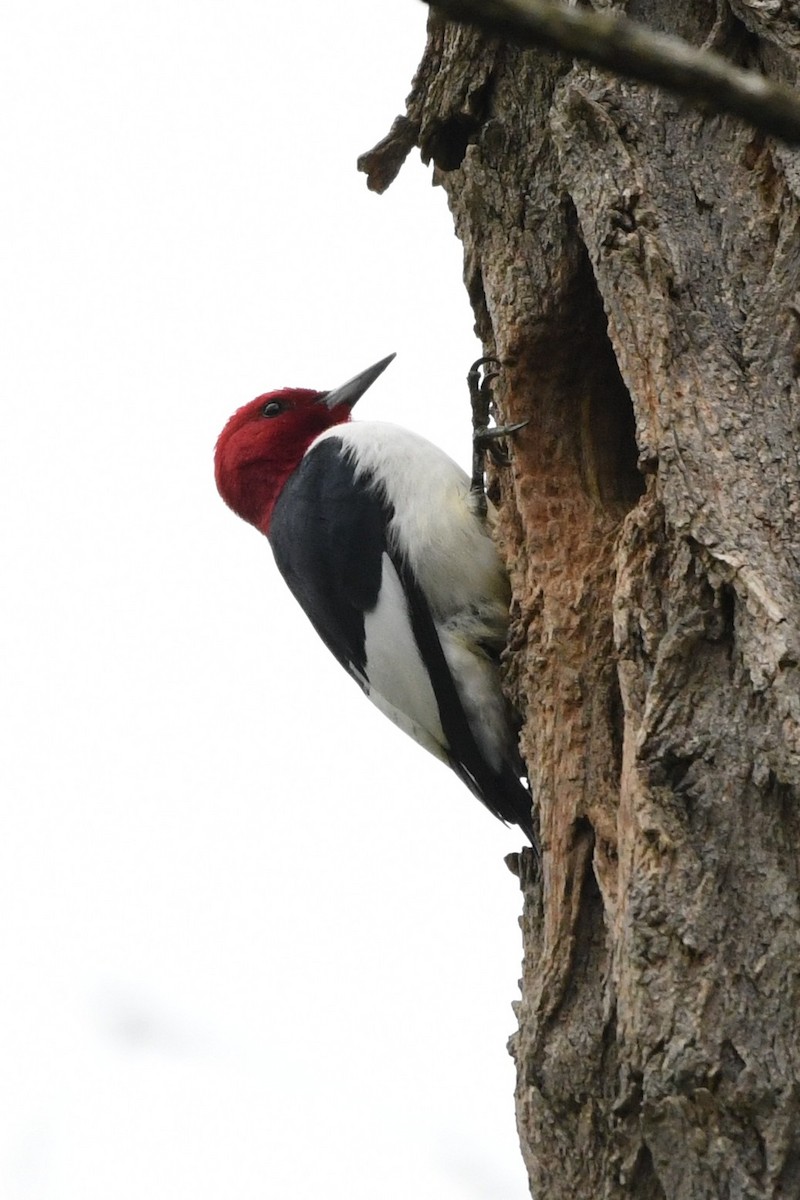 Red-headed Woodpecker - ML618526751