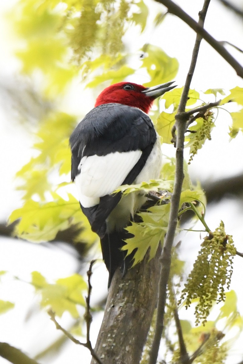 Red-headed Woodpecker - ML618526752