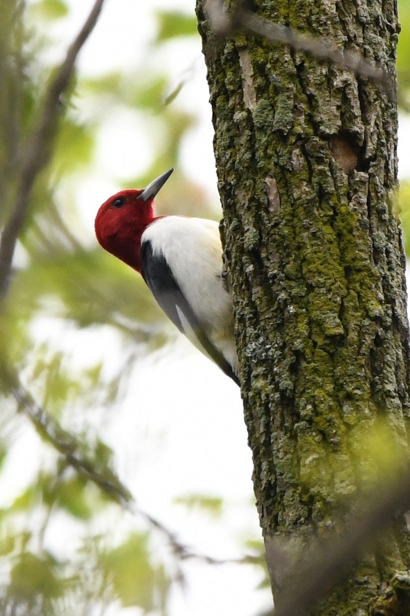 Red-headed Woodpecker - ML618526753